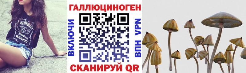 Псилоцибиновые грибы Cubensis  где можно купить   Нальчик 